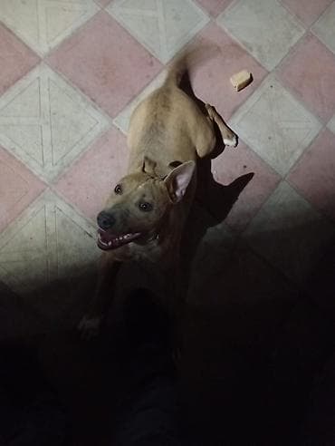 Pitbull it 6 aylıqdır dişidir tualet mədəniyəti ev yemekləri yeyir — 4