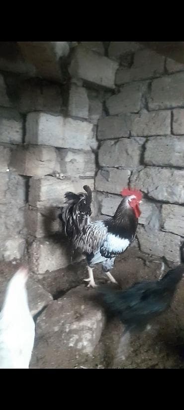 yarasa sekilleri: Cücələr üçün damazlıq xoruz - Növ: ev təsərrüfatı üçün xoruz - Rəng — 2