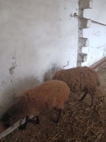 ucuz quzu: Iki baş qala cinsi ekizdilər 11 ayLlqdlLar qiymet birine aiddir.qoc — 9