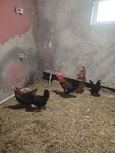 Keçilər, çəpişlər: Toyuq, Damazlıq — 1