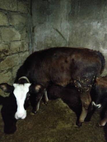 Tavalar: Satılır: 2 baş balalıq buzaq - Növ: qarışıq cins (qara-ağ alnı ağ — 2