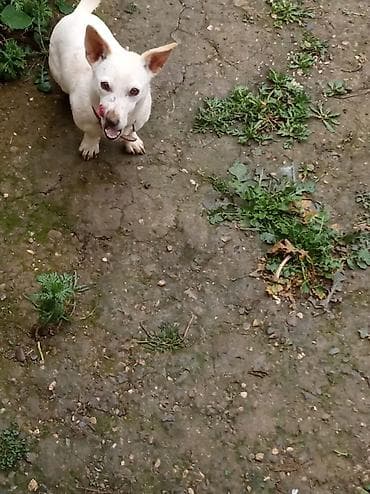 Pişiklər: Çixuahua, 10 ay, Dişi — 3