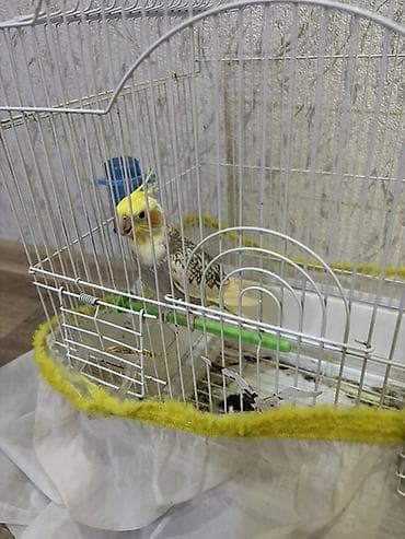star quşu: Növ: Nimfa (Cockatiel) tutuquşusu Razilaşmayla Qefes quş bir yerde — 1