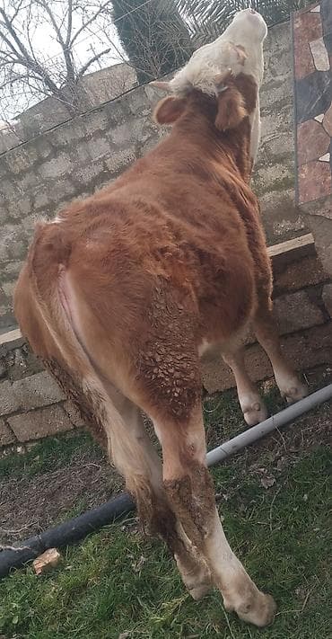 erkey quzular: Dana, buzov, Dişi, Simental, ay: 12, 300 kq, Südlük, Damazlıq, Ətlik, Ünvandan götürmə — 3