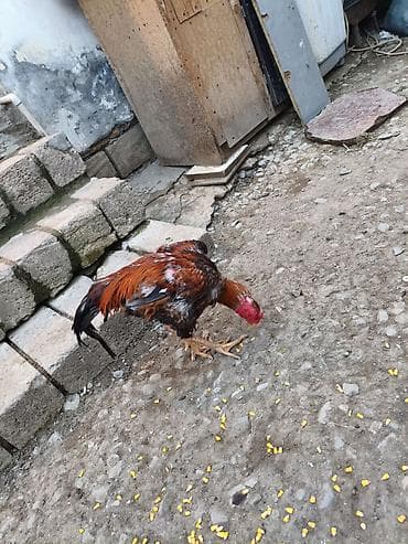 kənd toyuqlarının satışı: Heyratı xoruz döyüş xoruzudur heç bir yenilgisi yoxdur biri 2 yaş — 6