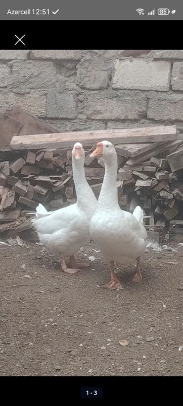 toyoq ve xoruz: Ağ qaz cütlüyü linda qazları bala almışam Cütü 70 manat zabrat 2 de — 1