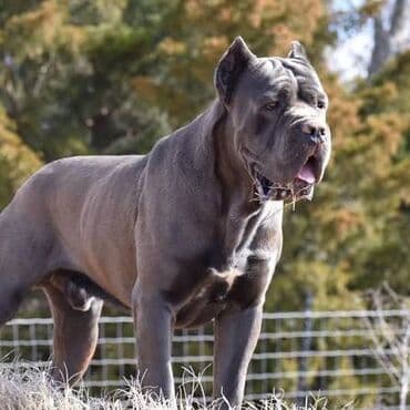 Kane-Korso, Erkek, Sənədli