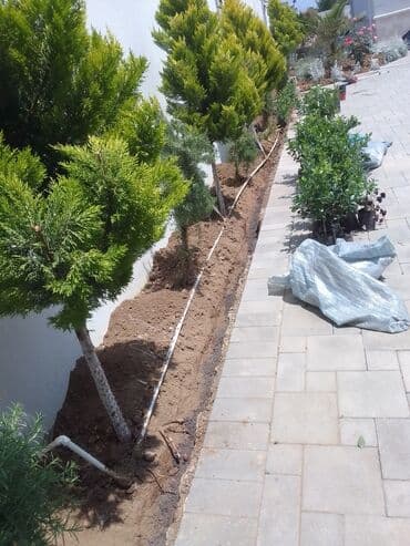 helba bitkisi faydaları: Qızıl güllər dipçək gülləri həmişə yaşıl kolları zəhmət olmasa — 9