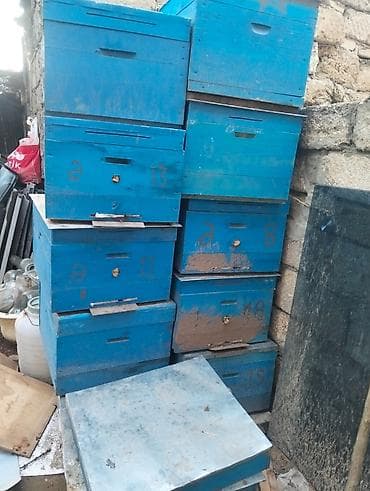 heyvan geyimleri: Salam 4yeşik arıdı Karnika sortudu biri Qafqaz sortudu 2 mərtəbə tam — 2