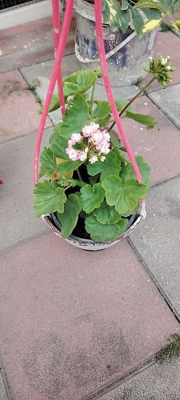 geran gulu haqqinda: Pelargonium (qərənfilgülü) kolleksiyası – müxtəlif sortlar - Çiçək — 6