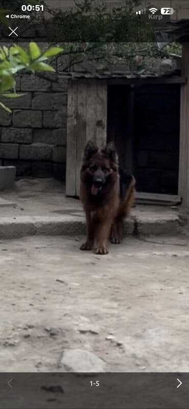 itler bala: Alman çoban iti, 2 il, Dişi, Peyvəndli — 7