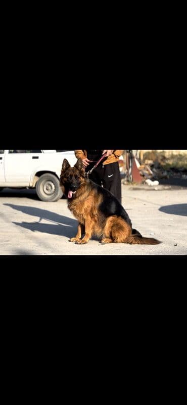 itler bala: Alman çoban iti, 2 il, Dişi, Peyvəndli — 5