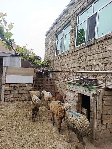 Quzu: Erkək qurbanlıq quzular münasib qiymətə — 3