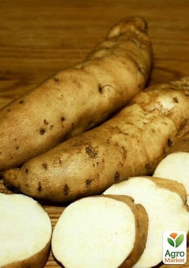 Azərbaycanda, rayonlarımızın təmiz torpaqlarında yetişən bu yeni kök