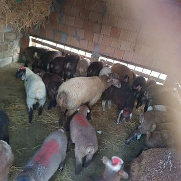 Salam hervaxdız xeyir saxlamlıq quzularm cxdı satqa isdiyen elaqe — 10