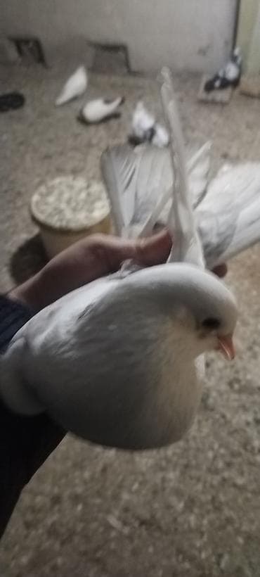 Qusdar tutulma qusdardi hazirda erkey mayadi kankiret adamlar narhat