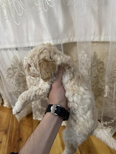 satliq ov itleri berde: Pudel, 1 ay, Dişi, Ödənişli çatdırılma — 2