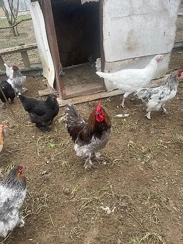 ari mumu satilir: Qarisiq Brama xoruzlar Qiymetler:35-60 - Ayaqları lələklı, iri — 1