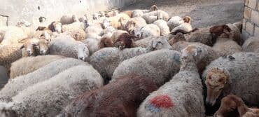 Sırğalar: 75 baş qoyun sürüsü satılır — 3