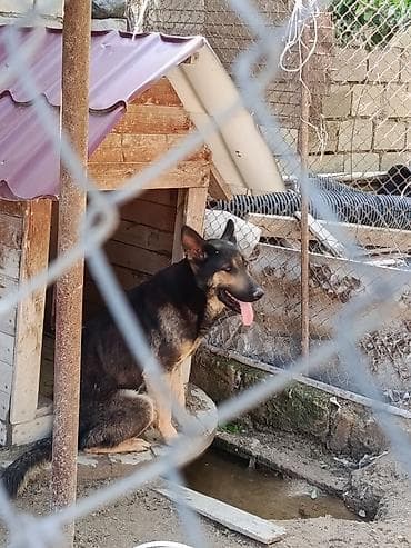 Alman çoban iti lalafo.az -da Alman çoban iti
