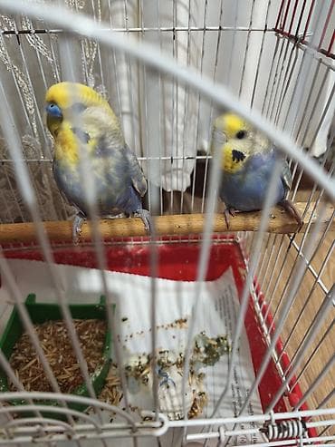 qizil qus: Hazır cüt rainbow cütü 60 manat hazır cütdü ünvan 7 ci mikrayon — 6