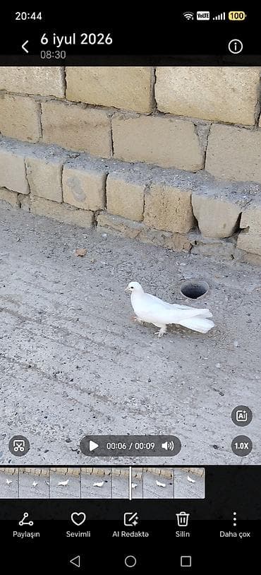 Quşlar: Ağ rəngli göyərçin - Tamamilə ağ lələk örtüyü, səliqəli və parlaq — 2