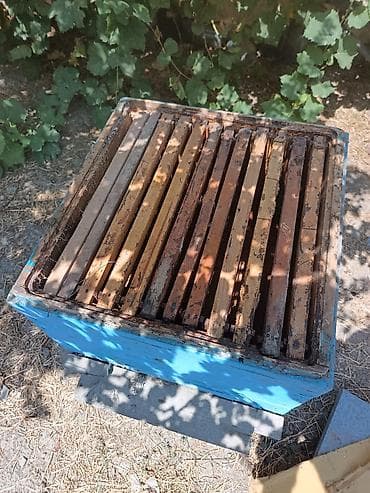heyvan oyuncaqlari: Arıçılıq üçün taxta pətək korpusları - Material: qalın taxta — 6