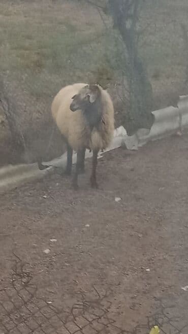 xarkov toyuqları satışı: SATILIR.QOÇ CİNSİ :ŞAMAXI,TAM SAĞLAM.2 YAŞI VAR.QOYUNLAR BALADAN — 1