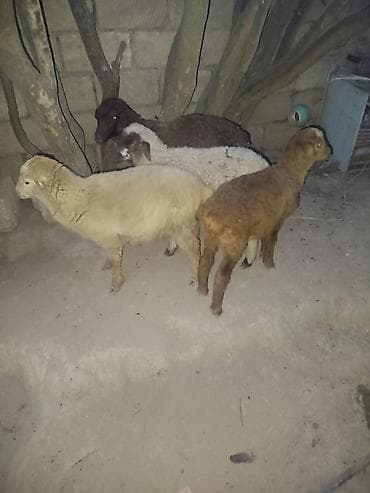 Quzular satılır – 4 baş - Növ: yerli qoyun cinsi quzular - Say: 4 baş