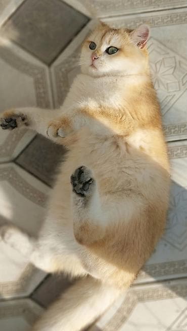 cütlə: Britan, Erkək, Cütləşmə üçün — 7