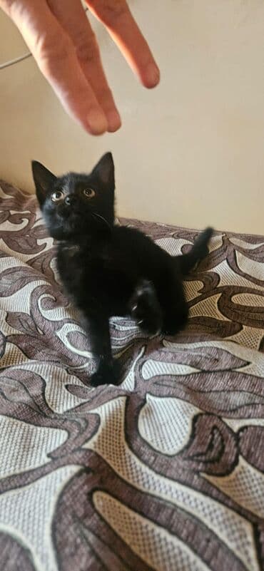 pulsuz pişik balaları 2022: Dişi, Yaxşı əllərə — 11