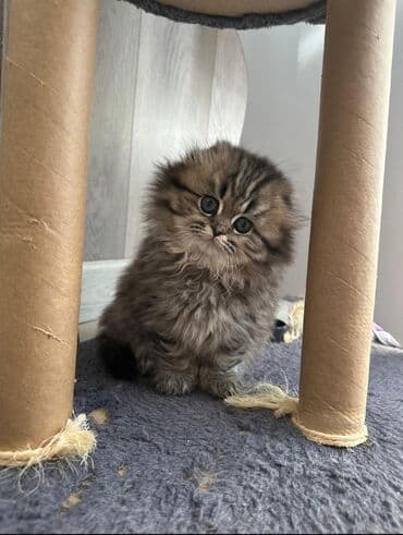 Şotland uzun tüklü, Dişi