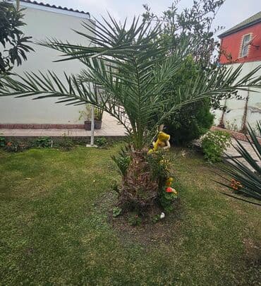 bonsai ağacı haqqında məlumat: Palma — 1