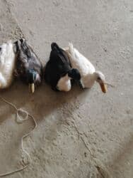 продажа домашних животных: Ordekler satilir — 3