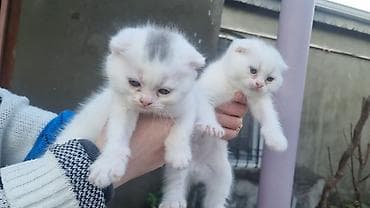 pisik cutlesdirme: Şotland yastı qulaq — 1