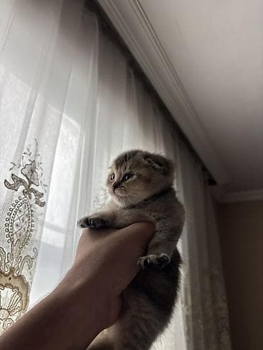 balaca pisik: Şotland yastı qulaq — 1