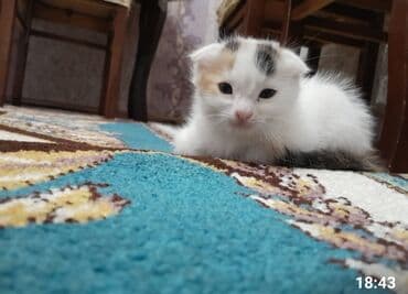 Akvariumlar: Şotland yastı qulaq, Erkək, Dişi, Ünvandan götürmə — 4