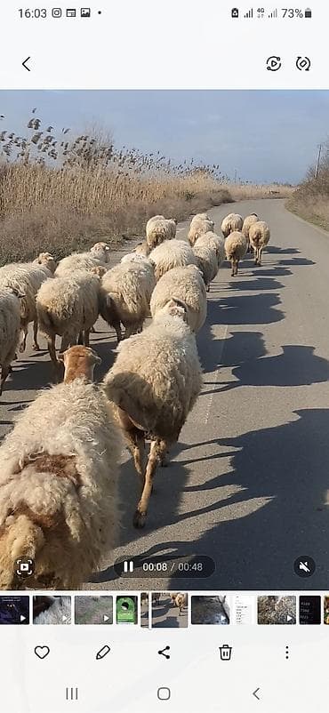 Quşlar: Qoyun sürüsü satılır - Növlər: yerli xallı/qarayaruq tipli ana — 5