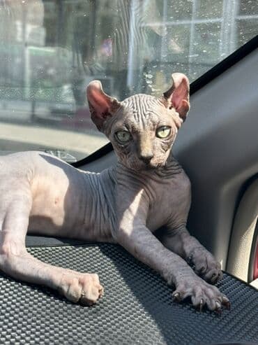 sallaq qulaq pişik: Sfinks, Erkək — 3