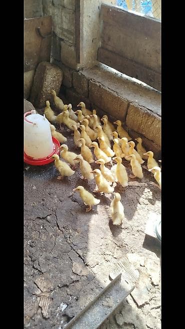 pekin urdeg: Salam tam saqlam pekin kuban ordeklerdi 14 gunlukduler qiymet 2.80 — 2