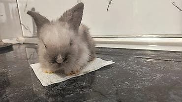 Птицы: Cins ve yerli dovsan balalari. Top ve tek qiymete — 5