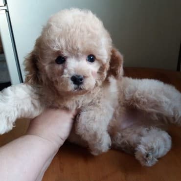 Akvariumlar: Пудель (Pudel) (Poodle) Щенки пуделя. Документы FCI.Будут привиты по — 2