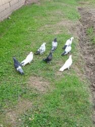 клетка для попугаев: Ev göyərçinləri dəsti - Rənglər: ağ, qara, boz, ala (xallı) nümunələr — 1