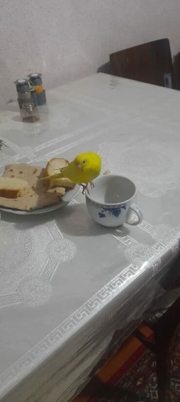 ən ucuz itlər: 1 aylıg qırmızı göz ələ öyrəşmiş quşdu — 7