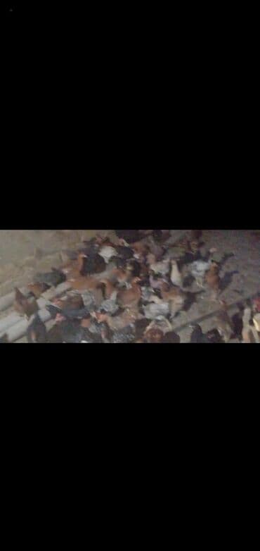 Toyuq cücələri, Ətlik