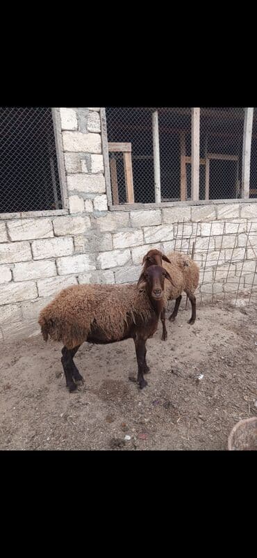 tap.az inekler: Məhsul: 2 ədəd yerli qoyun (qəhvəyi rəngli) Xüsusiyyətlər: - Cins — 4
