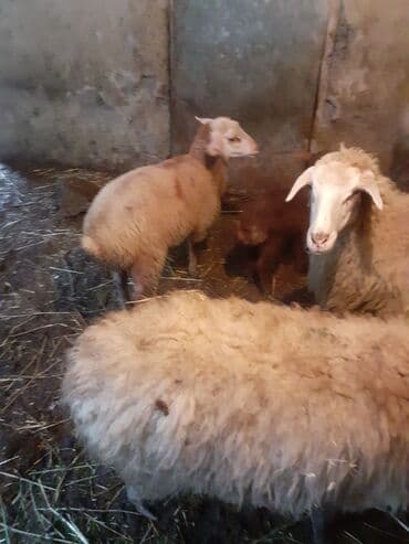 xacmazda satilan inekler: Biri birci qarndı bir 2ci bir 4 qardı quzun bir erkeydi 2si dişdi cidi — 2