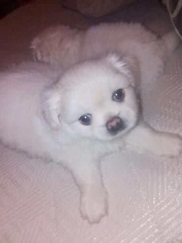 inek bala: Pekines, 1 ay, Dişi, Peyvəndli — 10