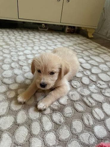 Retriever, 2 ay, Erkek, Ünvandan götürmə