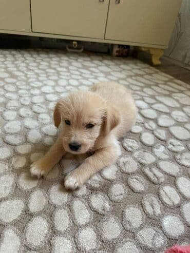 Heyvanlar üçün mallar: Retriever, 2 ay, Erkek, Ünvandan götürmə — 1